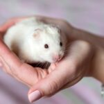 Cute little hamster in hands, love, care, closeup