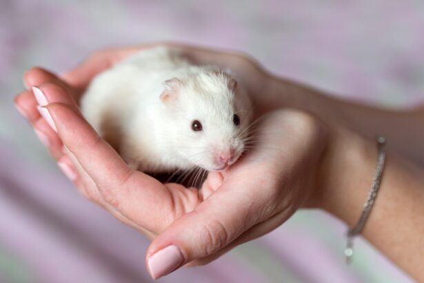 Cute little hamster in hands, love, care, closeup